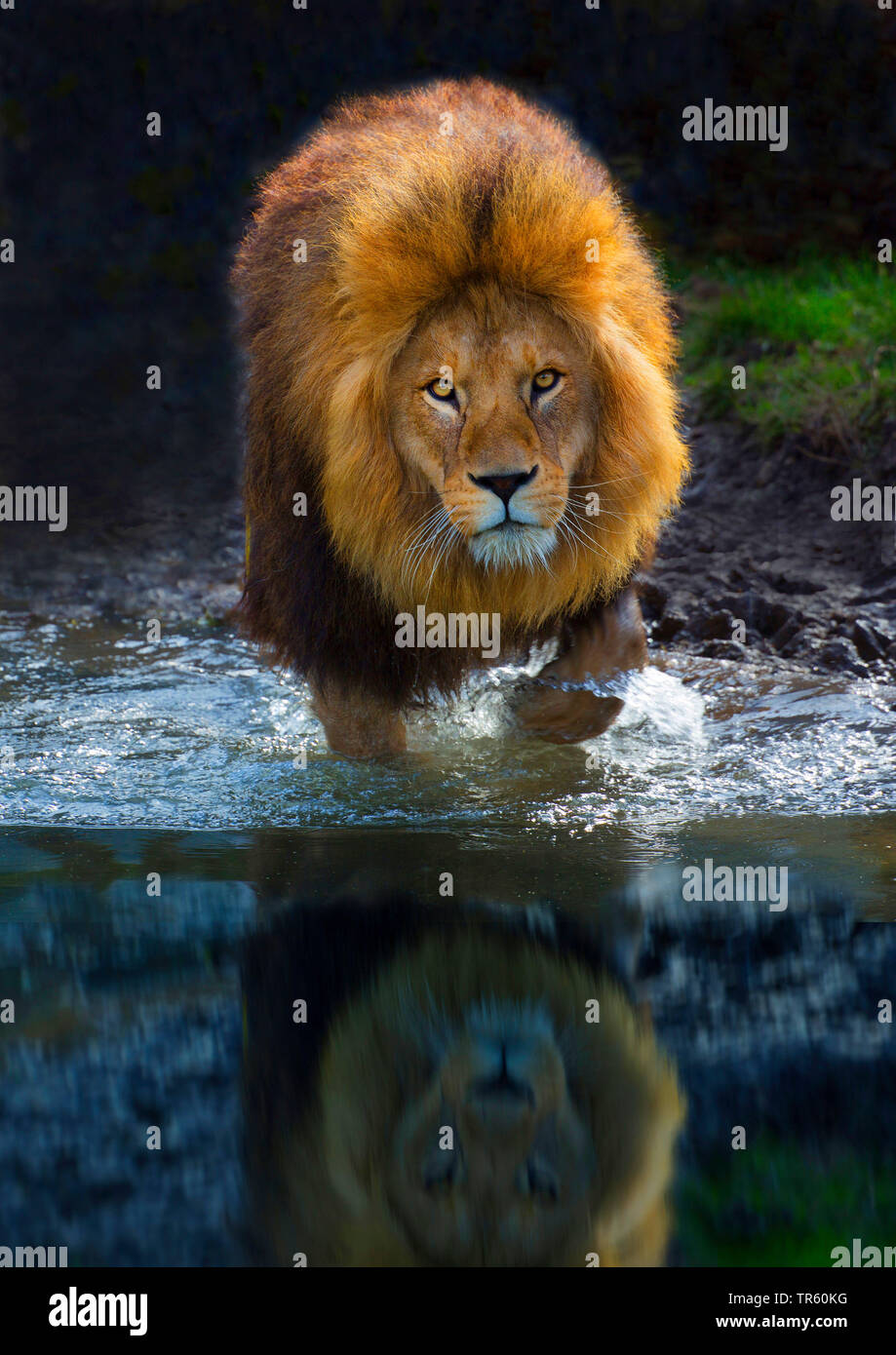 Löwe (Panthera leo), männlicher Löwe wandern durch seichtes Wasser, Vorderansicht, Afrika Stockfoto