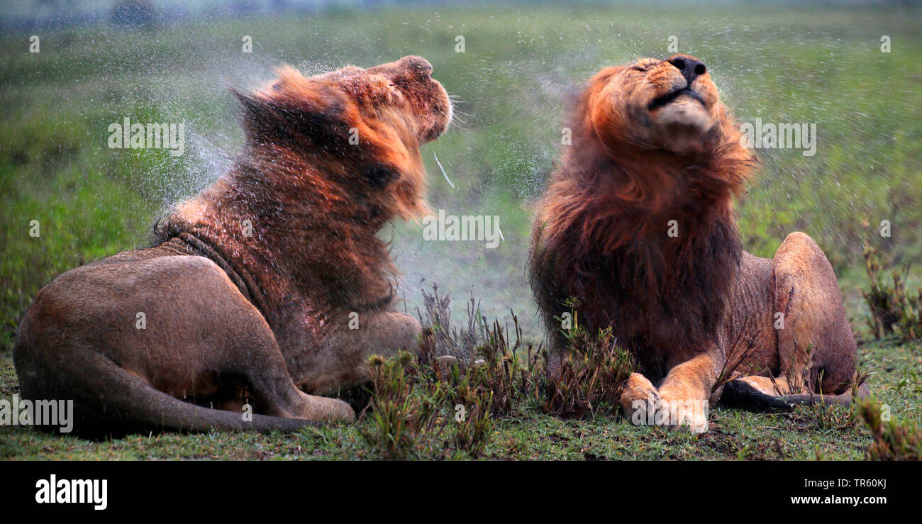 Löwe (Panthera leo), zwei Löwen schütteln, Afrika Stockfoto