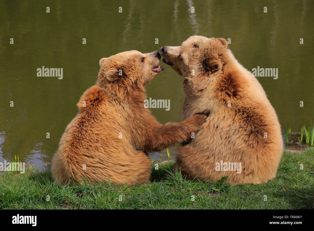 Europäische Braunbär (Ursus arctos arctos), zwei Bären in Liebe sitzen an einem See, Rückansicht, Deutschland Stockfoto