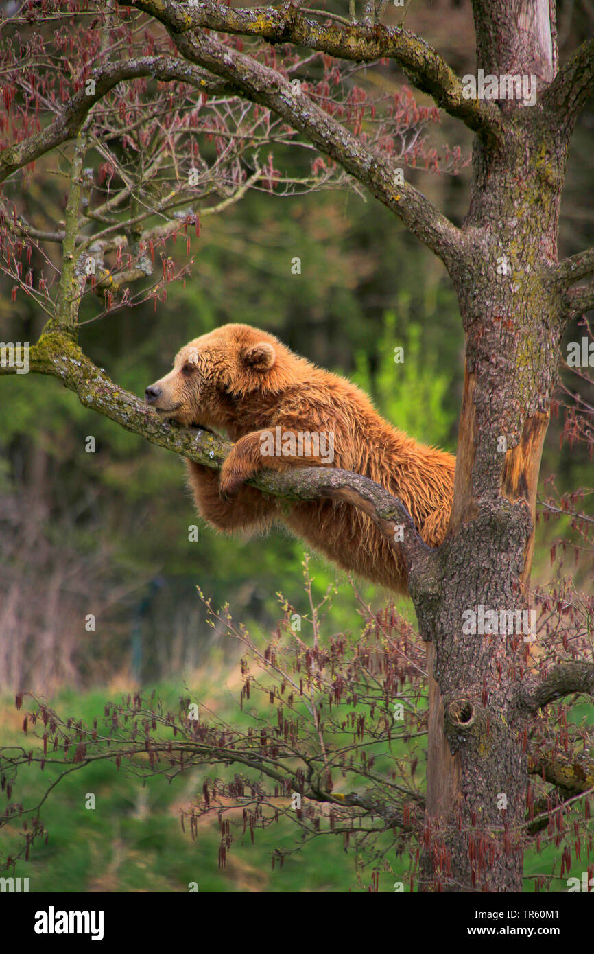 Europäische Braunbär (Ursus arctos arctos), Bear Cub ruht auf einem Baum, Seitenansicht, Deutschland Stockfoto