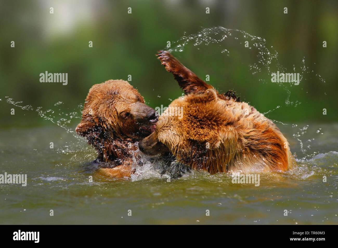 Europäische Braunbär (Ursus arctos arctos), zwei Bärenjunge scuffling im Wasser, Deutschland Stockfoto