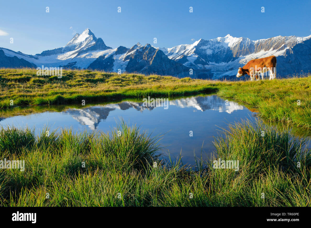 Inländische Rinder (Bos primigenius f. Taurus), Fleckvieh an einem Bergsee in den Berner Alpen, Schreckhorn, Finsteraarhorn im Hintergrund, Schweiz Stockfoto
