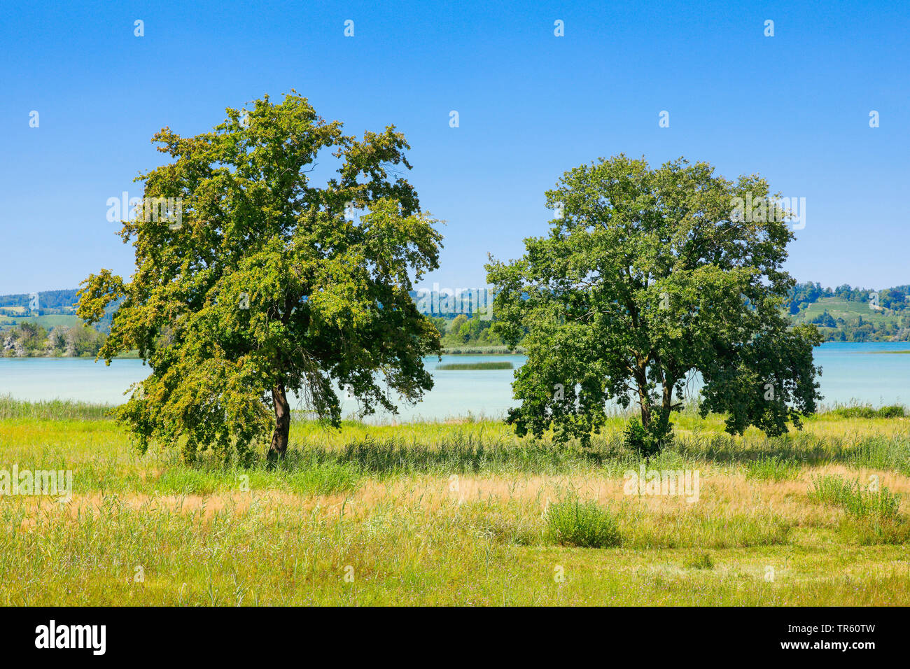 Eiche (Quercus spec.), zwei Bäume am See Zürich, Schweiz, Berner Alpen, Hurden Stockfoto