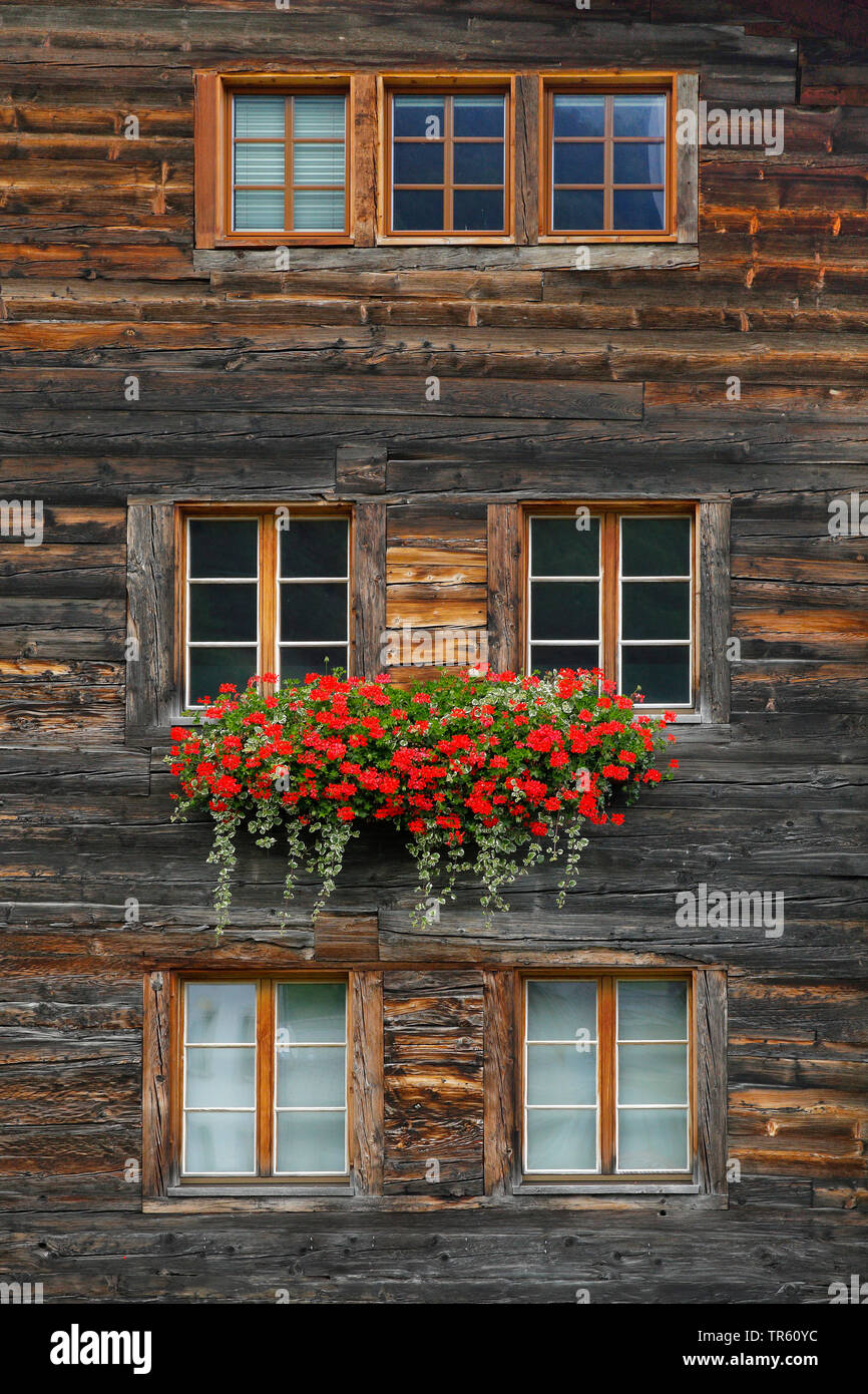 Holzhaus mit Geranien in Blumenkästen, Schweiz, Wallis Stockfoto