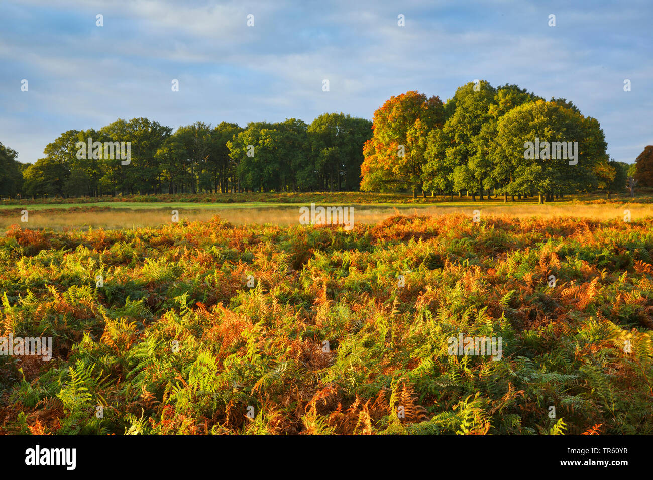 Richmond Park im Herbst, Vereinigtes Königreich, England, Richmond Park Stockfoto