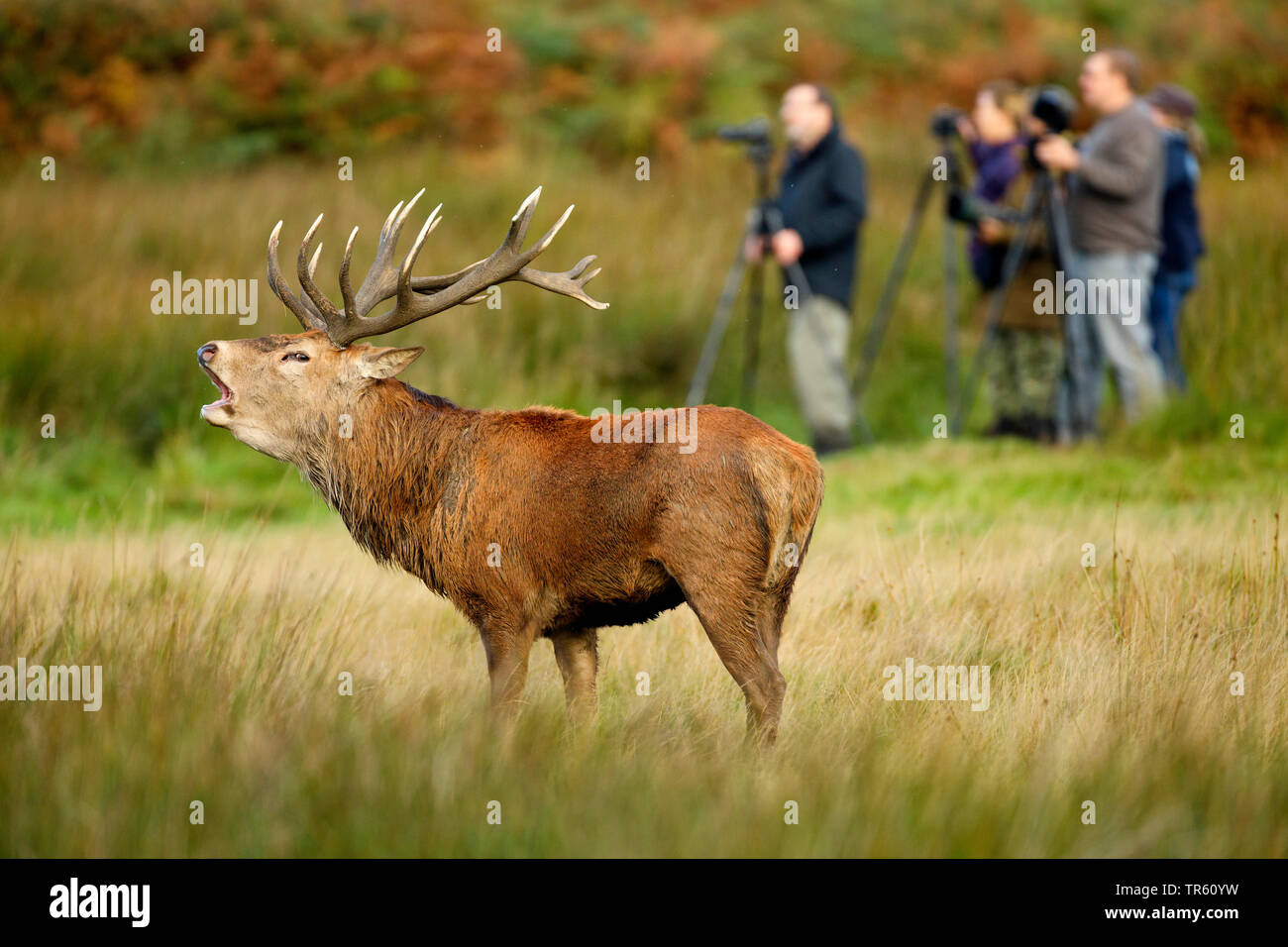 Red Deer (Cervus elaphus), belling Red Deer stag stehen auf einer Wiese, Tierfotograf im Hintergrund, Schweiz Stockfoto