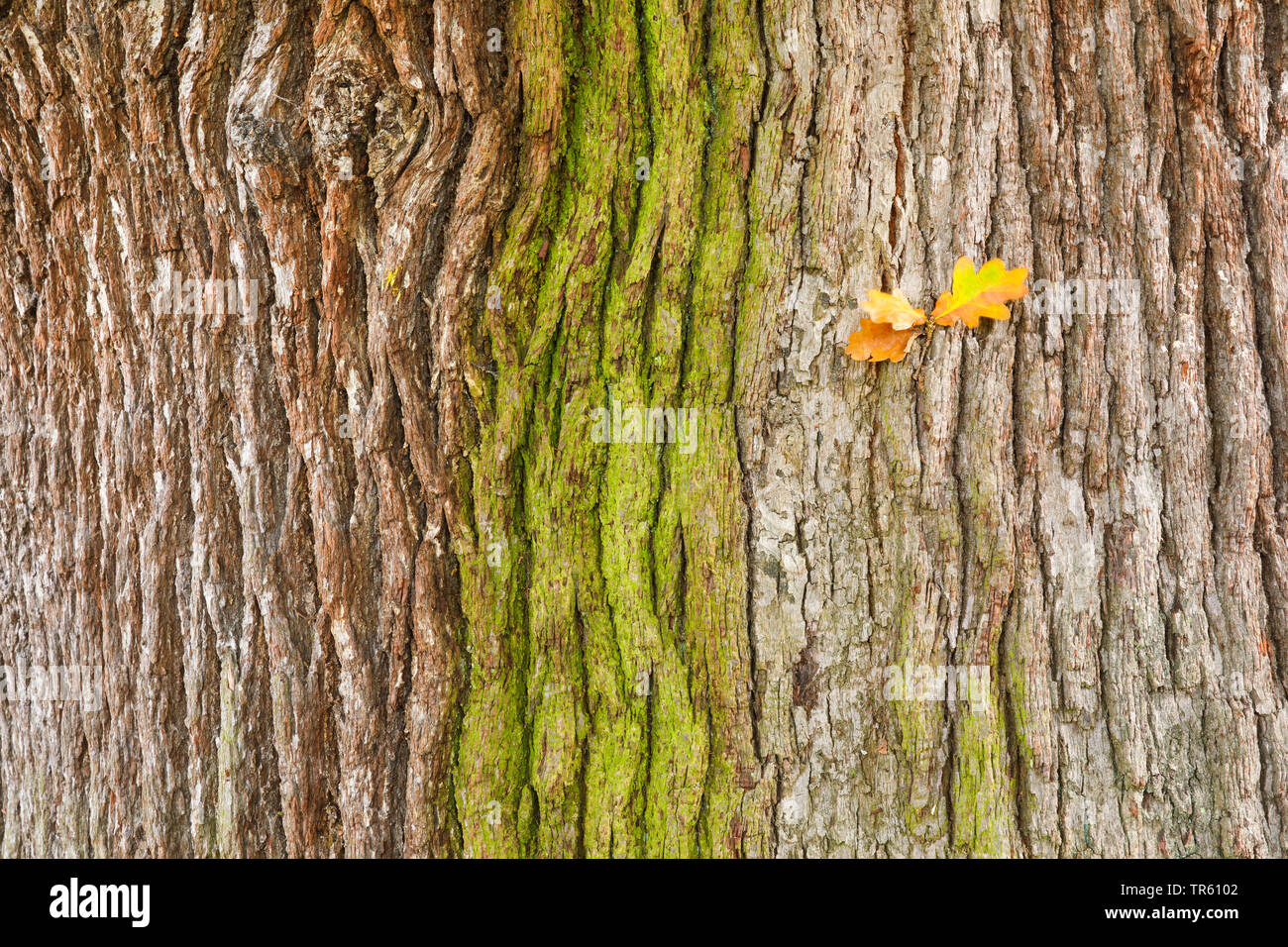 Stiel-Eiche, Stieleiche (Quercus robur. "Quercus pedunculata"), Eichenrinde von Algen ueberzogen, mit trockenen Eichenblaettern, Grossbritannien, Englan Stockfoto