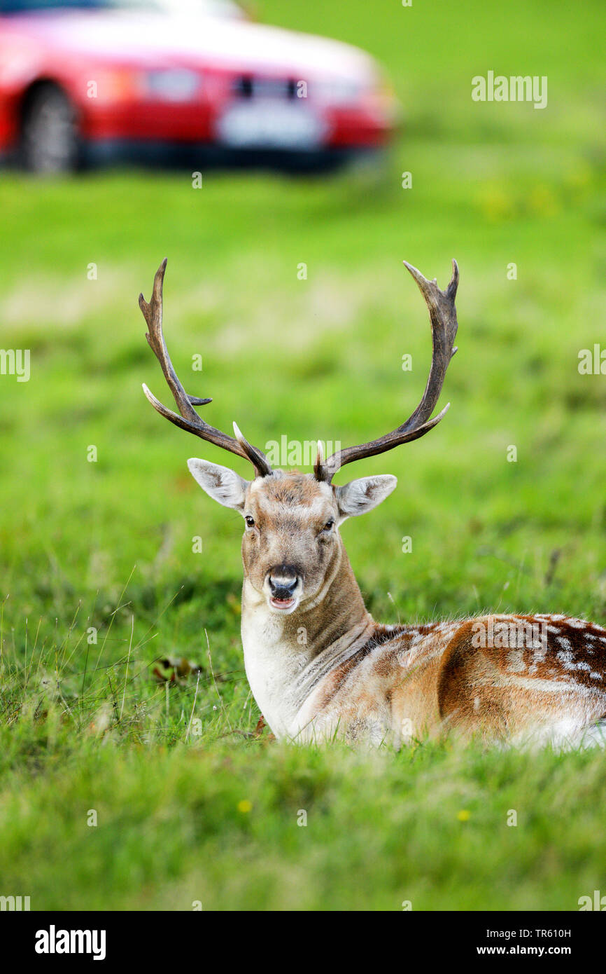 Damwild (Dama Dama, Cervus dama), Hirsch ruht auf einer Wiese, Auto im Hintergrund, Vereinigtes Königreich, England, Richmond Park Stockfoto