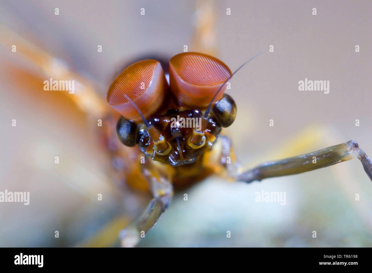 Große Dunkle Olive Mayfly (Baetis rhodani), männlich mit turbinate Augen, Porträt, Deutschland Stockfoto
