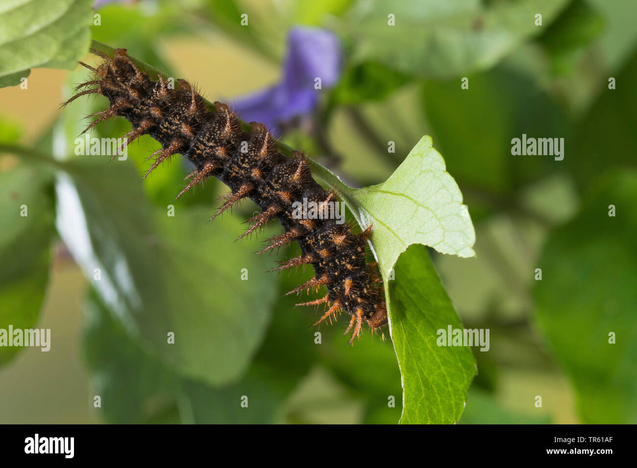 Hohe braun fritillary (Ceriagrion adippe, Fabriciana adippe), Caterpillar Fütterung Viola, Deutschland Stockfoto