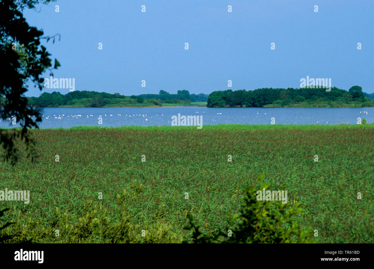 Siehe Galenbecker See, Deutschland, Mecklenburg-Vorpommern Stockfoto