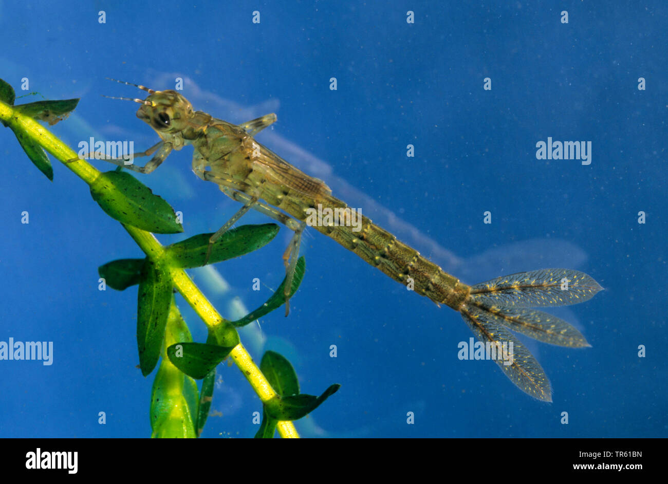 Gemeinsame ischnura, Blue-tailed damselfly (Ischnura elegans), Larve unter Wasser, Deutschland Stockfoto