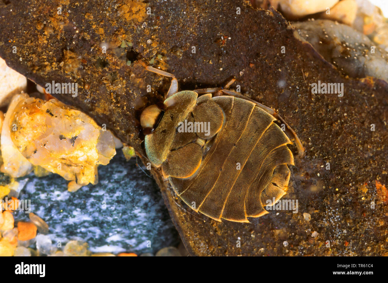 Untertasse bug (Aphelocheirus aestivalis), Ansicht von oben, Deutschland Stockfoto