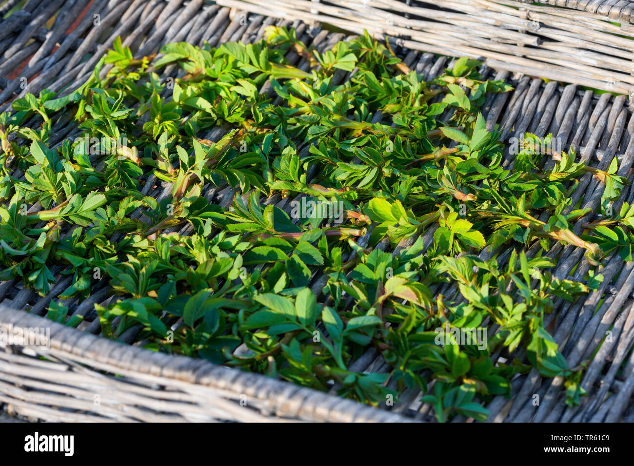 Heckenrose (Rosa Canina), junge Blätter gesammelt und getrocknet, Deutschland Stockfoto