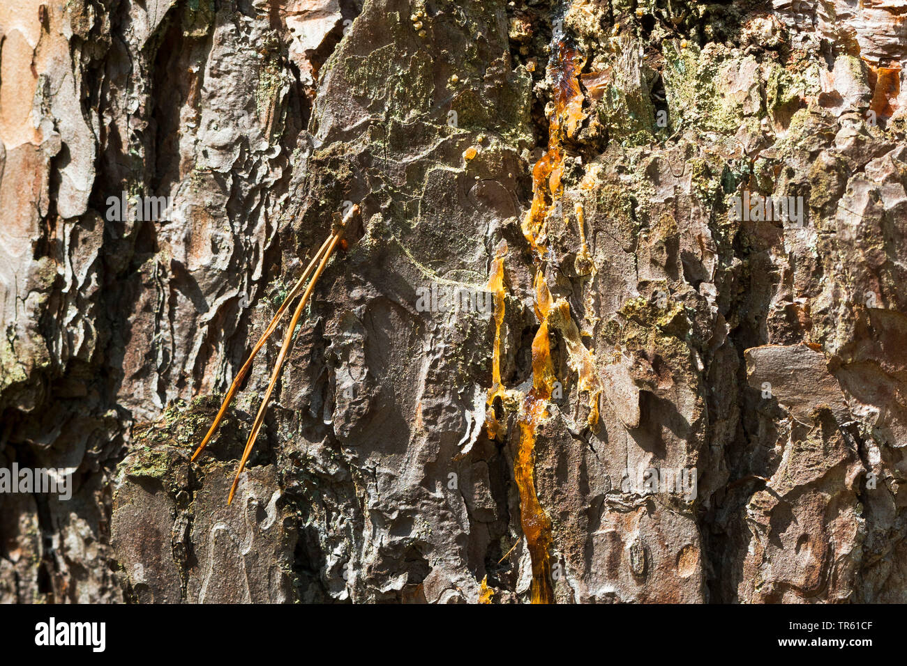 Schottische Kiefer, Kiefer (Pinus sylvestris), Harz auf Rinde, Deutschland Stockfoto