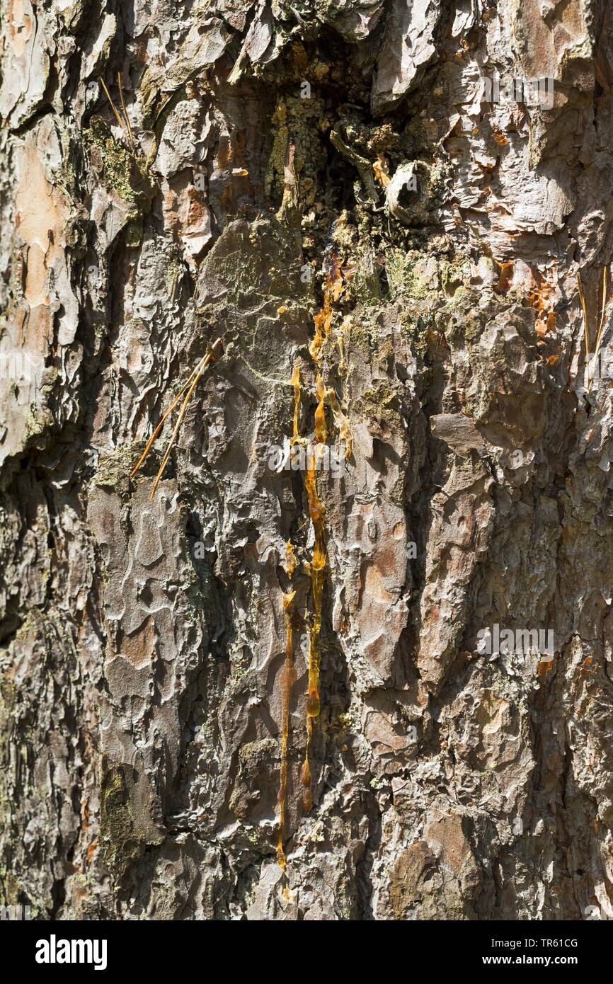 Schottische Kiefer, Kiefer (Pinus sylvestris), Harz auf Rinde, Deutschland Stockfoto