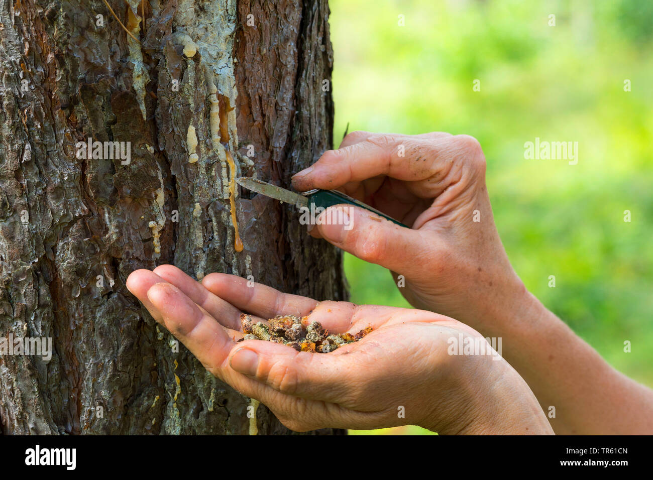 Schottische Kiefer, Kiefer (Pinus sylvestris), Harz aus Rinde gesammelt, Deutschland Stockfoto