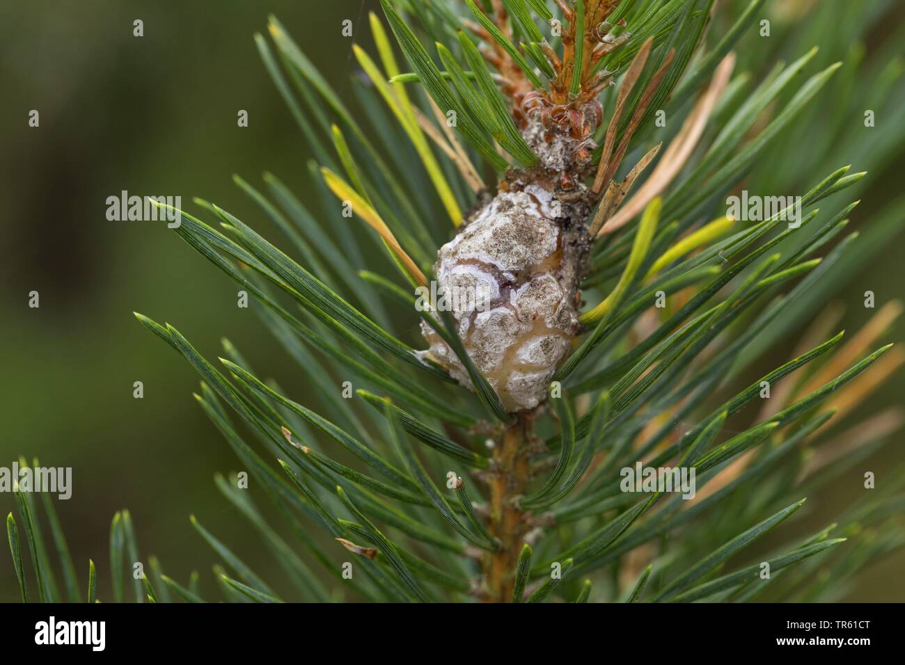 Harz - gall Motte (Retinia resinella resinella, Petrova), Galle an der Kiefer, Deutschland Stockfoto
