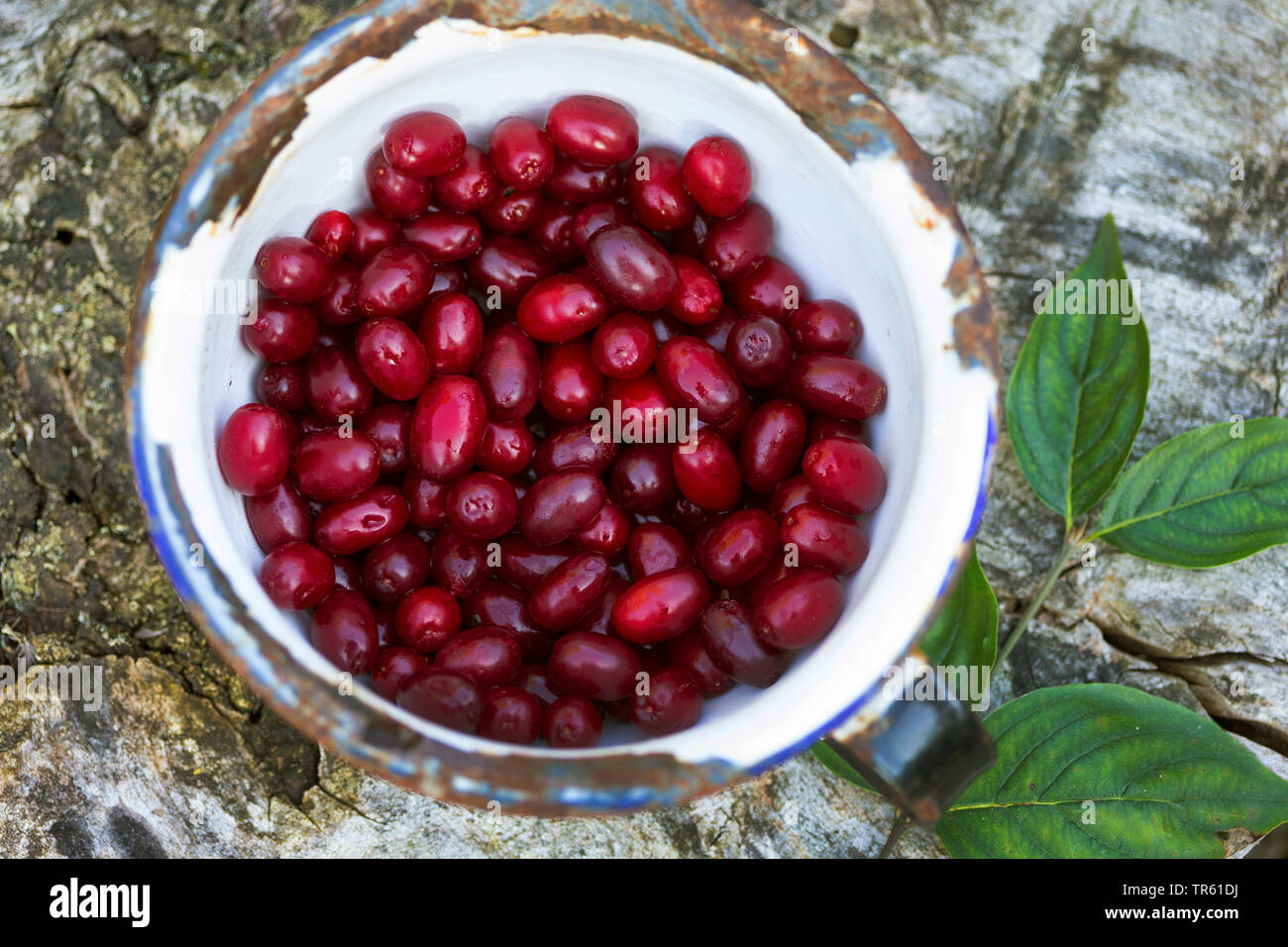 Carneol Kirschholz (Cornus Mas), gesammelte Früchte, Deutschland Stockfoto