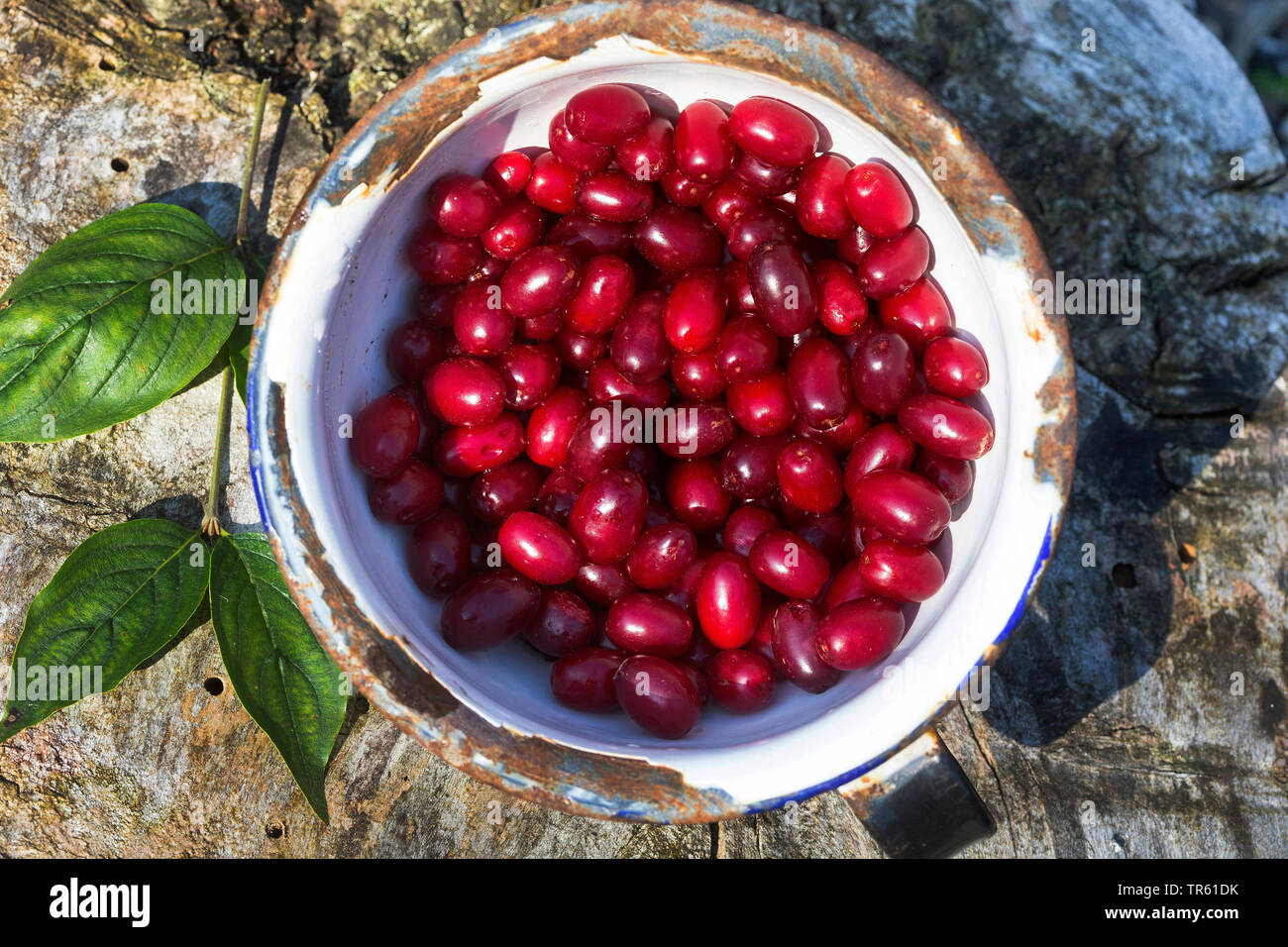 Carneol Kirschholz (Cornus Mas), gesammelte Früchte, Deutschland Stockfoto