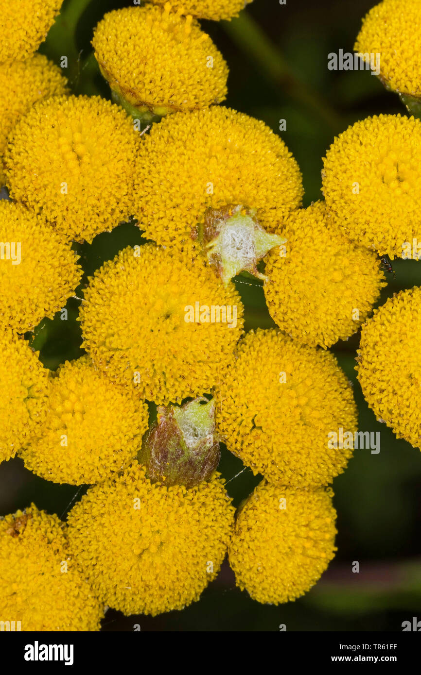 Blume Gall (Rhopalomyia tanaceticola), Galle auf Rainfarn, Deutschland Stockfoto