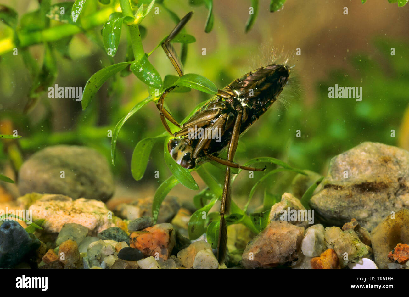 Gemeinsame backswimmer, backswimmer, notonectid, notonectids (Notonecta Hastata), Unterwasser, Seite der Bauch, Deutschland Stockfoto