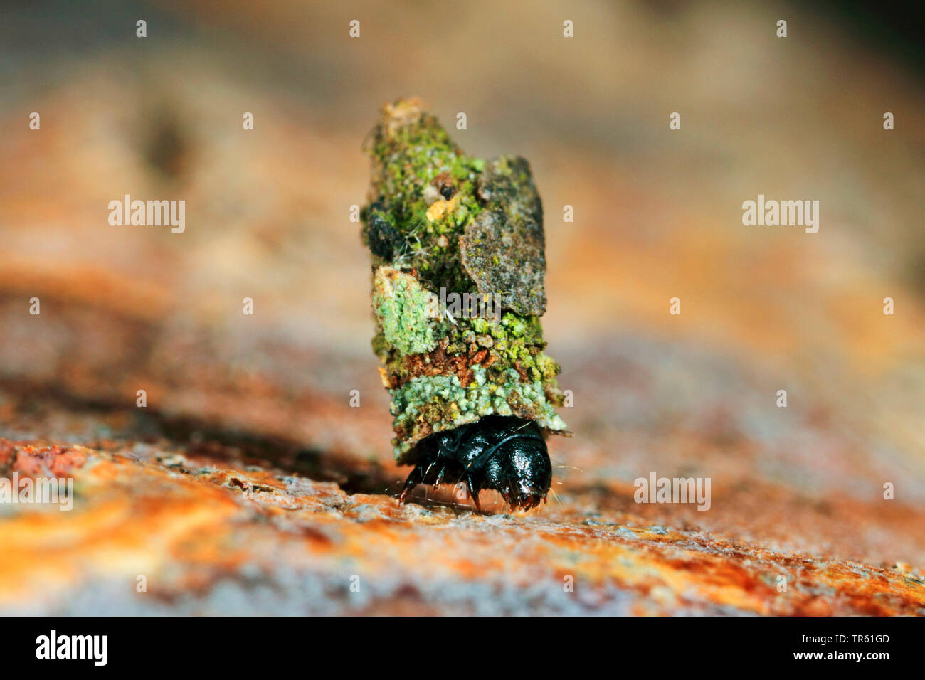 Shining Rauch, bagworm (Bacotia claustrella), Larve in einer Leinwandbindung, Deutschland Stockfoto