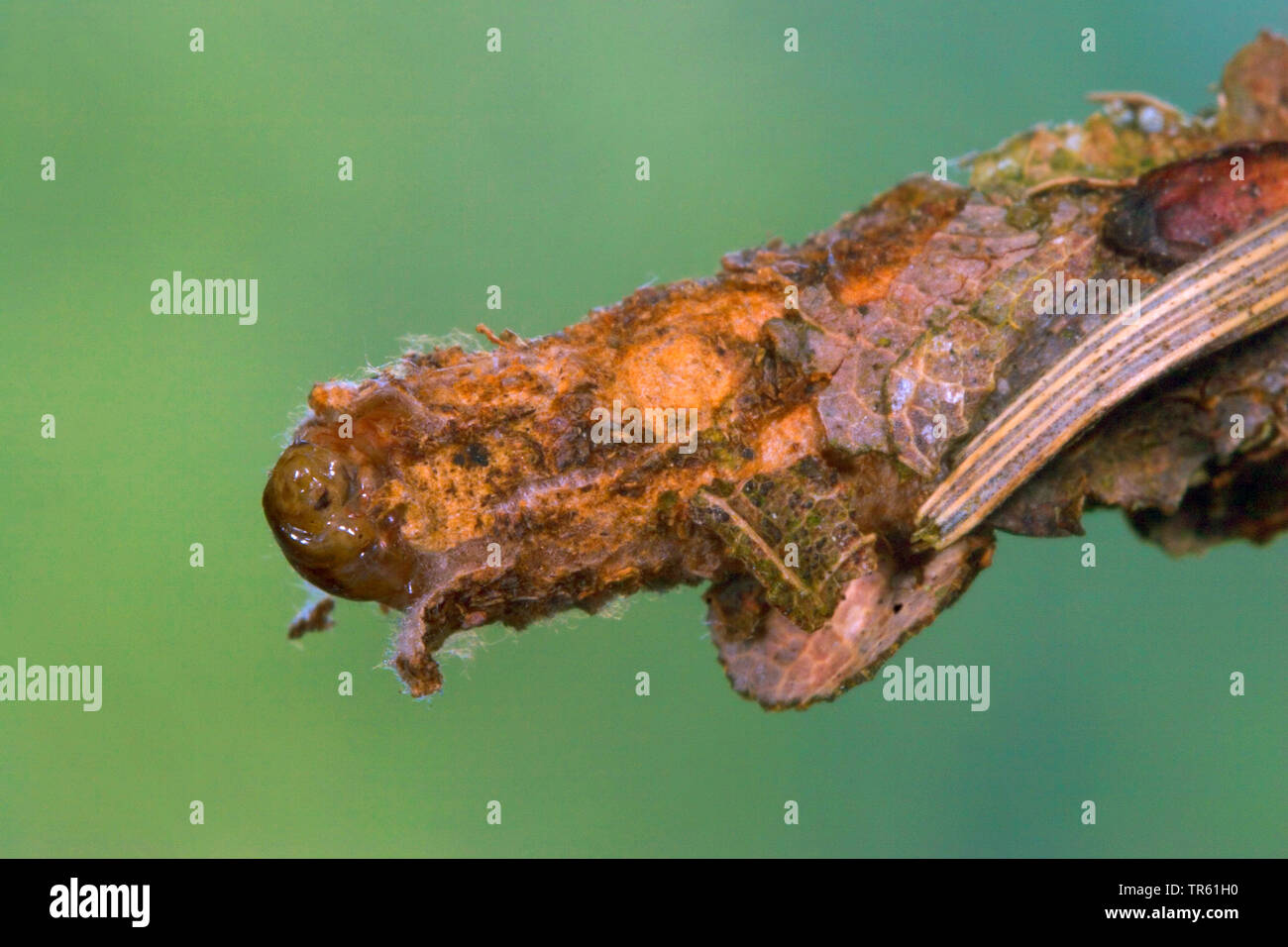 Haarige Sweep (Canephora hirsuta, Canephora unicolor, Psyche unicolor), Caterpillar in der Webart, Deutschland Stockfoto