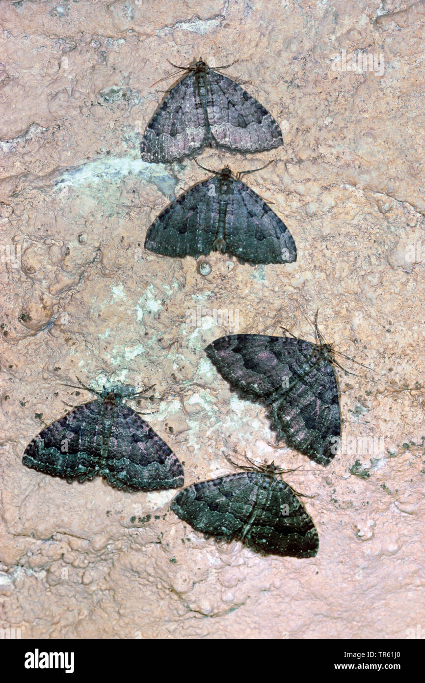 Höhle Motte, Keller Motte (Triphosa dubitata), vier Keller Motten zusammen in einer Höhle wand saß, vie von oben, Deutschland Stockfoto