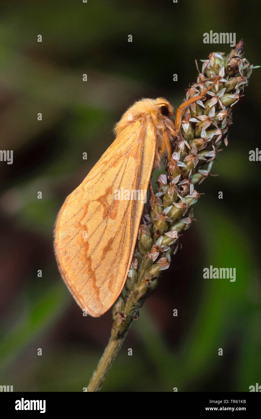 Ghost Motte, Ghost Swift (Hepialus humuli, Hepialus griseomaculata, Hepialus radiata), Weibchen auf der Anlage, Deutschland Stockfoto