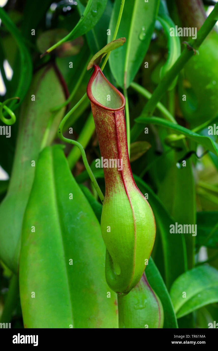 Tropischen Kannenpflanze (Nepenthes spec.), oitcher, Indonesien, Sumatra Stockfoto