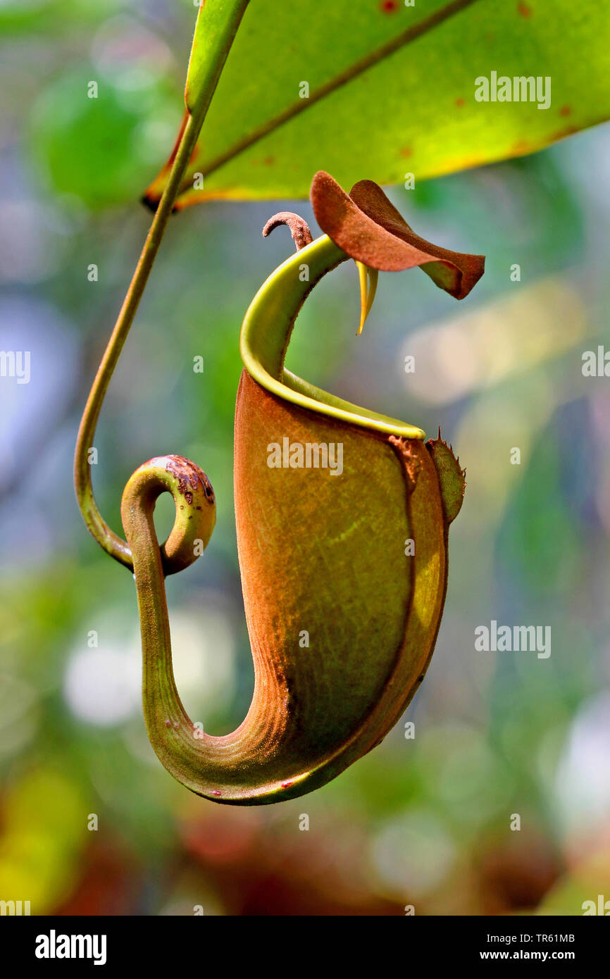 Tropischen Kannenpflanze (Nepenthes spec.), oitcher, Indonesien, Sumatra Stockfoto