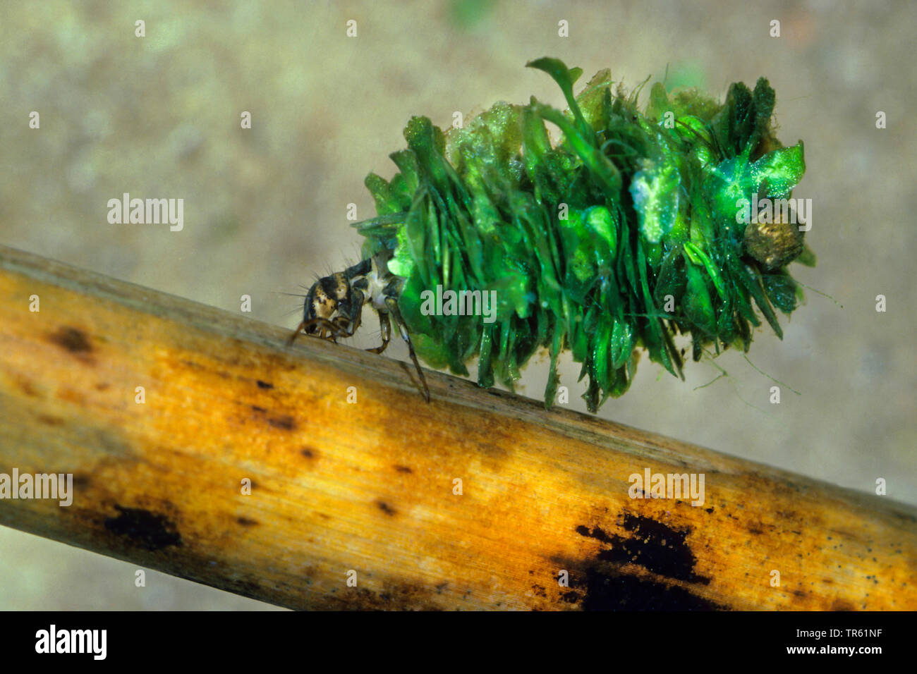 (Caddisfly Limnophilus flavicornis), Larve in seinem Fall aus Teilchen, Seitenansicht, Deutschland Stockfoto
