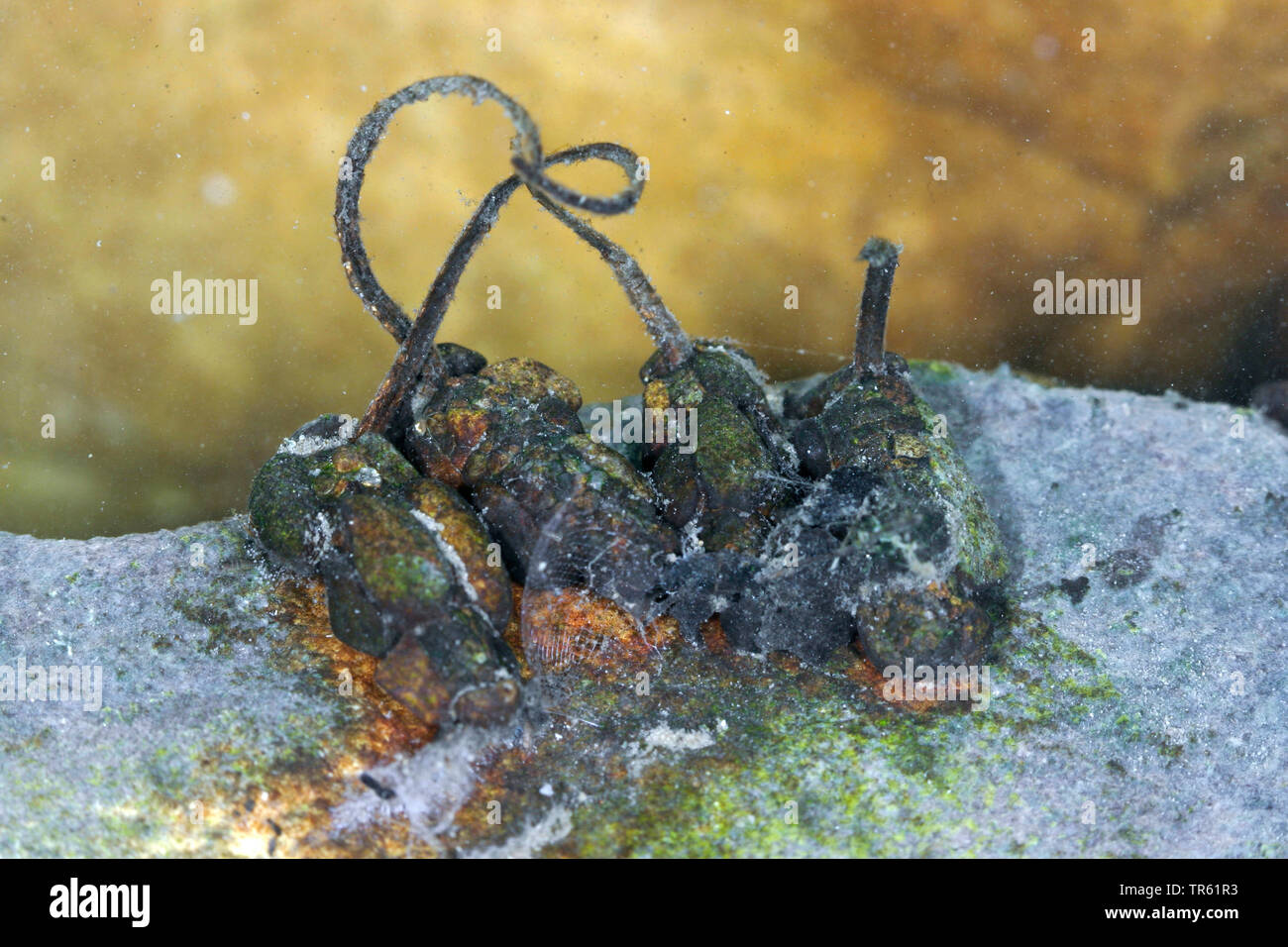 (Agriotypidae Agriotypus armatus, Agriotypus Abnormis), Parasitierten Larven eines caddis Fliegen mit Seidenband, Deutschland Stockfoto
