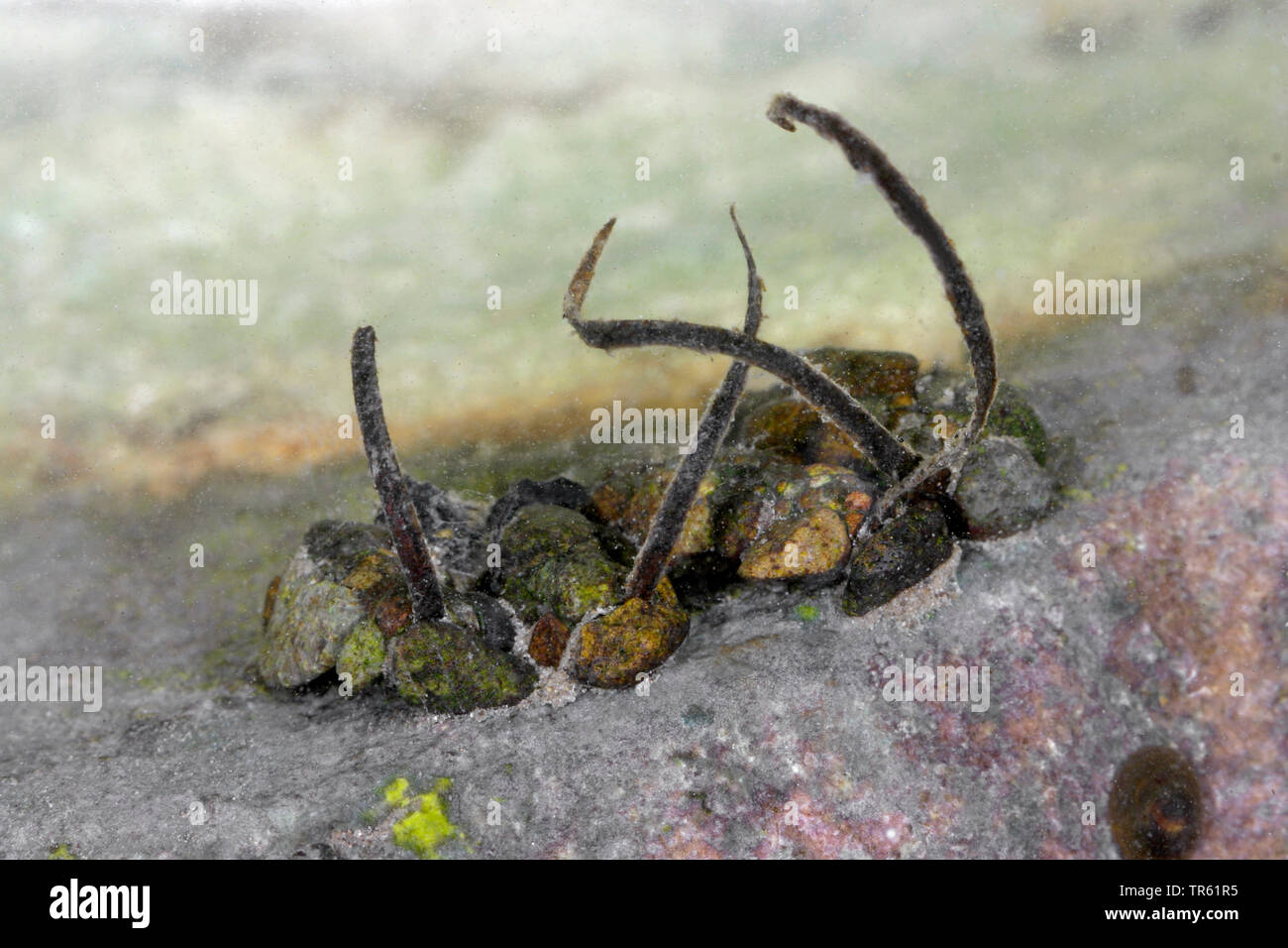 (Agriotypidae Agriotypus armatus, Agriotypus Abnormis), Parasitierten Larven eines caddis Fliegen mit Seidenband, Deutschland Stockfoto