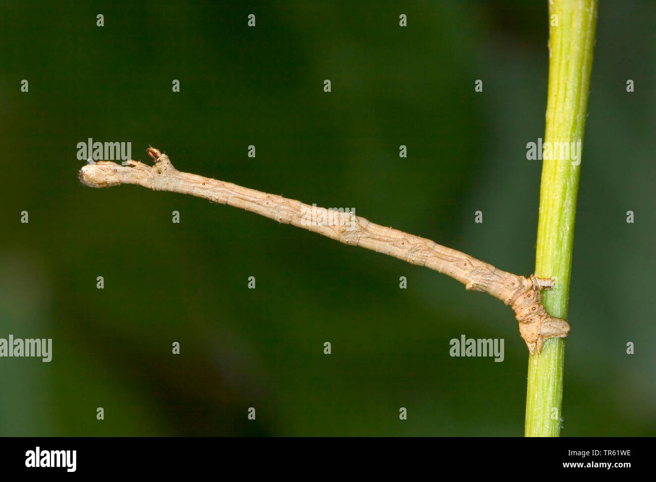 Swallow-tailed Moth (Ourapteryx sambucaria), Caterpillar an einen Stiel, Mimesis, Deutschland Stockfoto