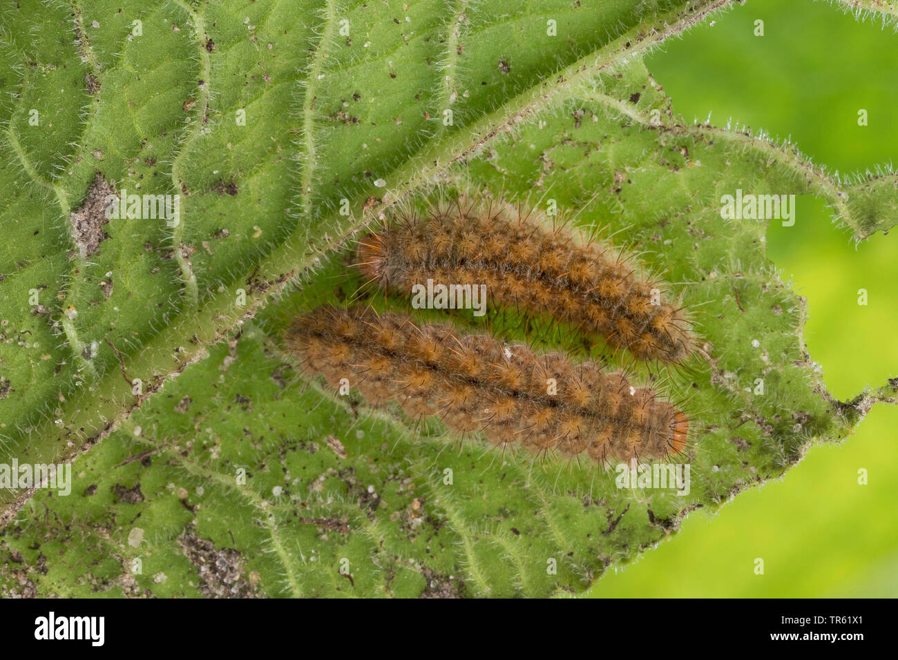 Herzog von Burgund (Hamearis lucina, Nemeobius luvina), zwei Raupen fressen in einem Primrose, Deutschland Stockfoto