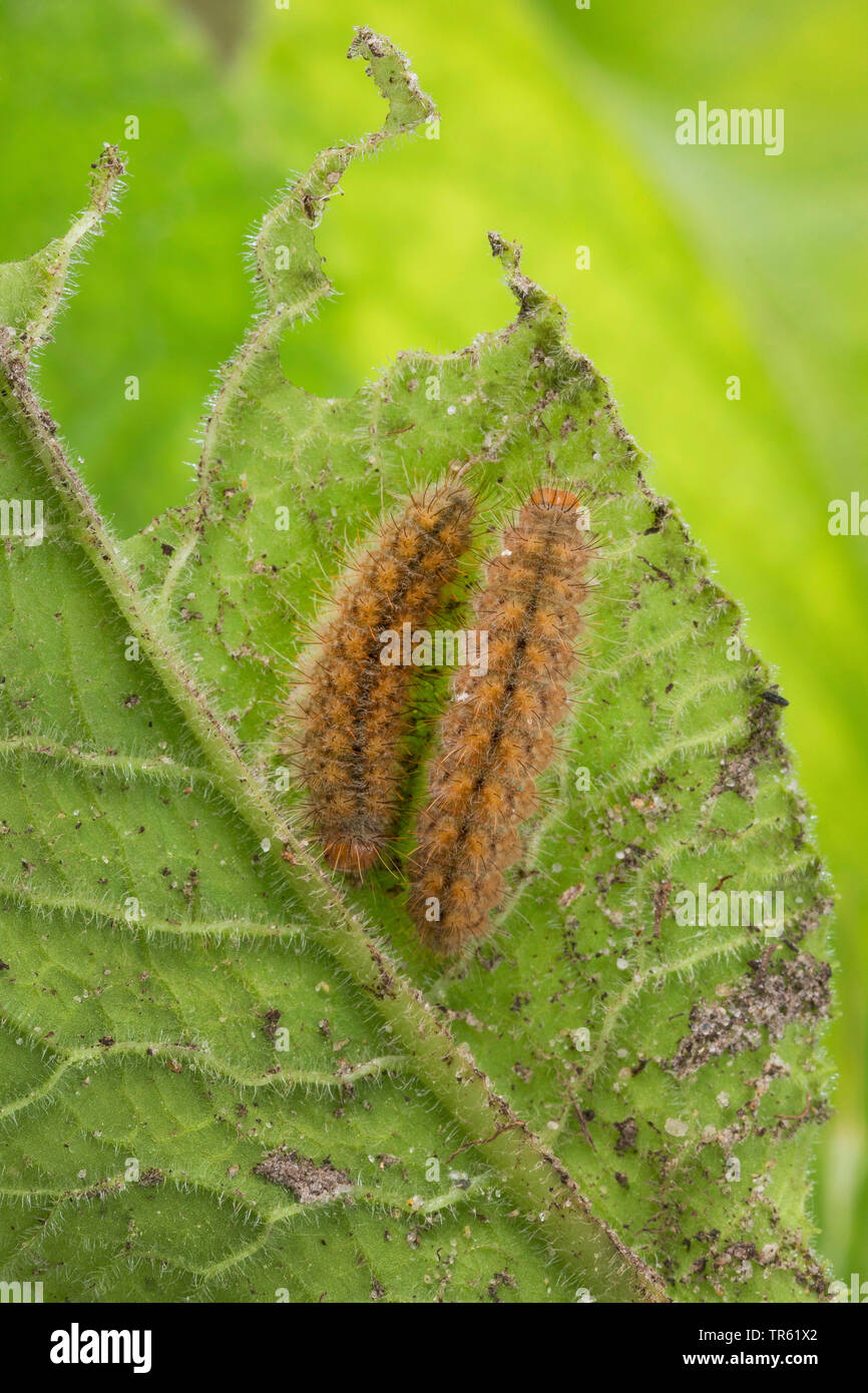 Herzog von Burgund (Hamearis lucina, Nemeobius luvina), zwei Raupen fressen in einem Primrose, Deutschland Stockfoto