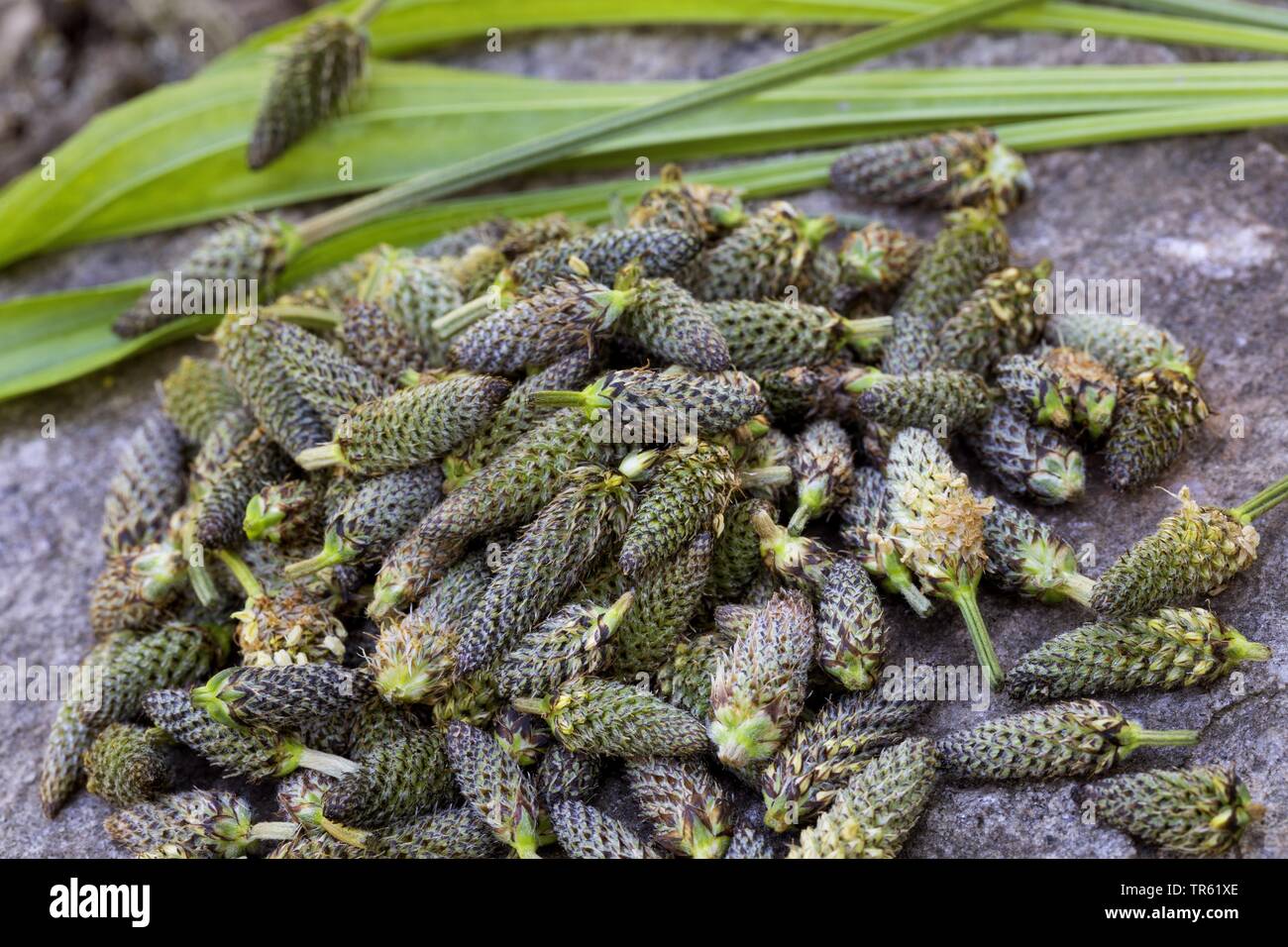 Buckhorn Wegerich, Englisches Wegerich, Spitzwegerich, rib Gras, Welligkeit Gras (Plantago Integrifolia), sammelte Wegerich Knospen, Deutschland Stockfoto
