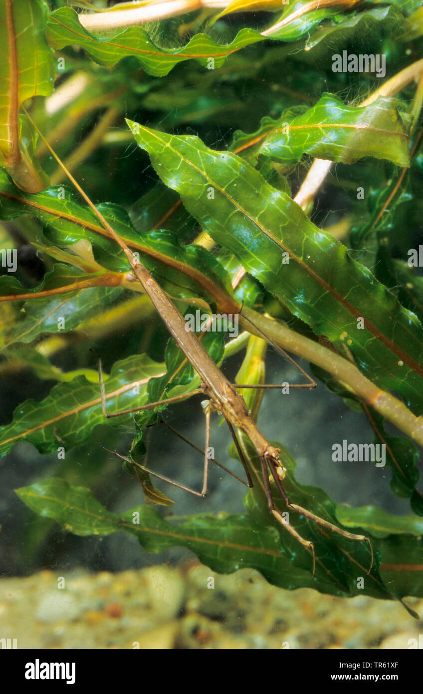 Wasser Heuschrecke, Lange-bodied Wasser Scorpion, Nadel Bug (Ranatra linearis), zwischen Wasser Pflanzen, Deutschland Stockfoto