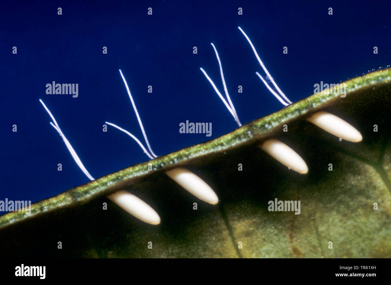 Wasser Heuschrecke, Lange-bodied Wasser Scorpion, Nadel Bug (Ranatra linearis), Eier, die auf einem Blatt unter Wasser, Deutschland Stockfoto
