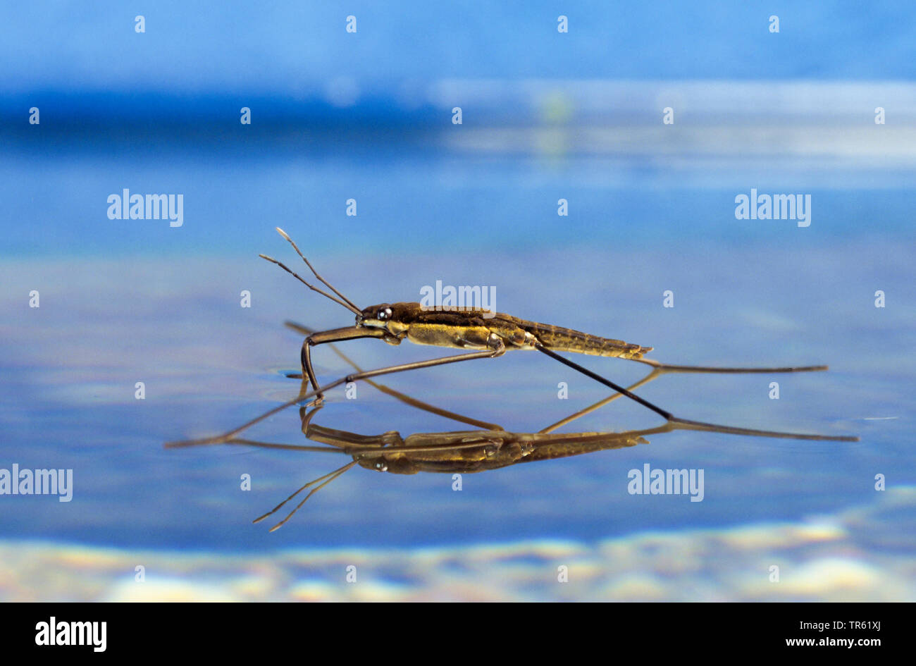 Teich Skater, Wasser Skipper, gemeinsame Wasser Wasserläufer (Gerris spec.), auf der Wasseroberfläche, Deutschland Stockfoto