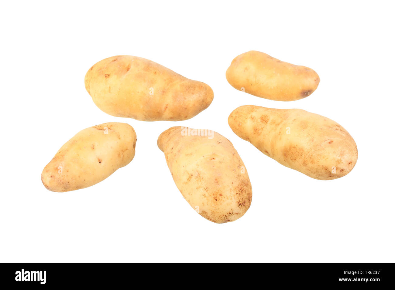 Kartoffel (Solanum tuberosum La Ratte d'Ardeche), Kartoffeln der Sorte La Ratte d'Ardeche, Ausschnitt Stockfoto