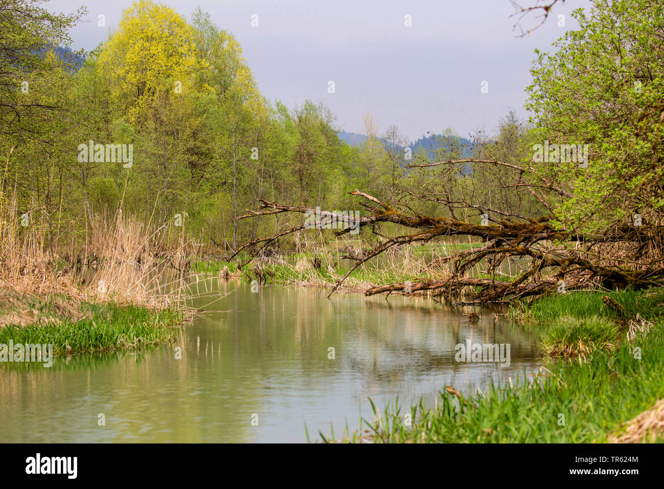 Remote Flusslandschaft mit umgestürzten Baum, Österreich, Tirol Stockfoto