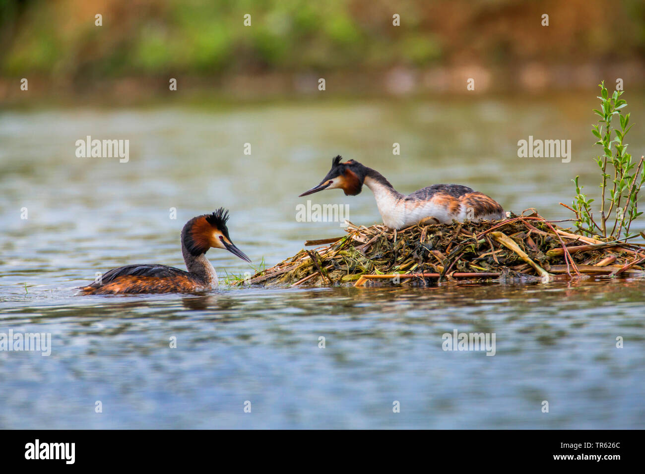 Haubentaucher (Podiceps cristatus), weiblicher und männlicher Instandsetzung der schwimmenden Nest, Deutschland, Bayern Stockfoto