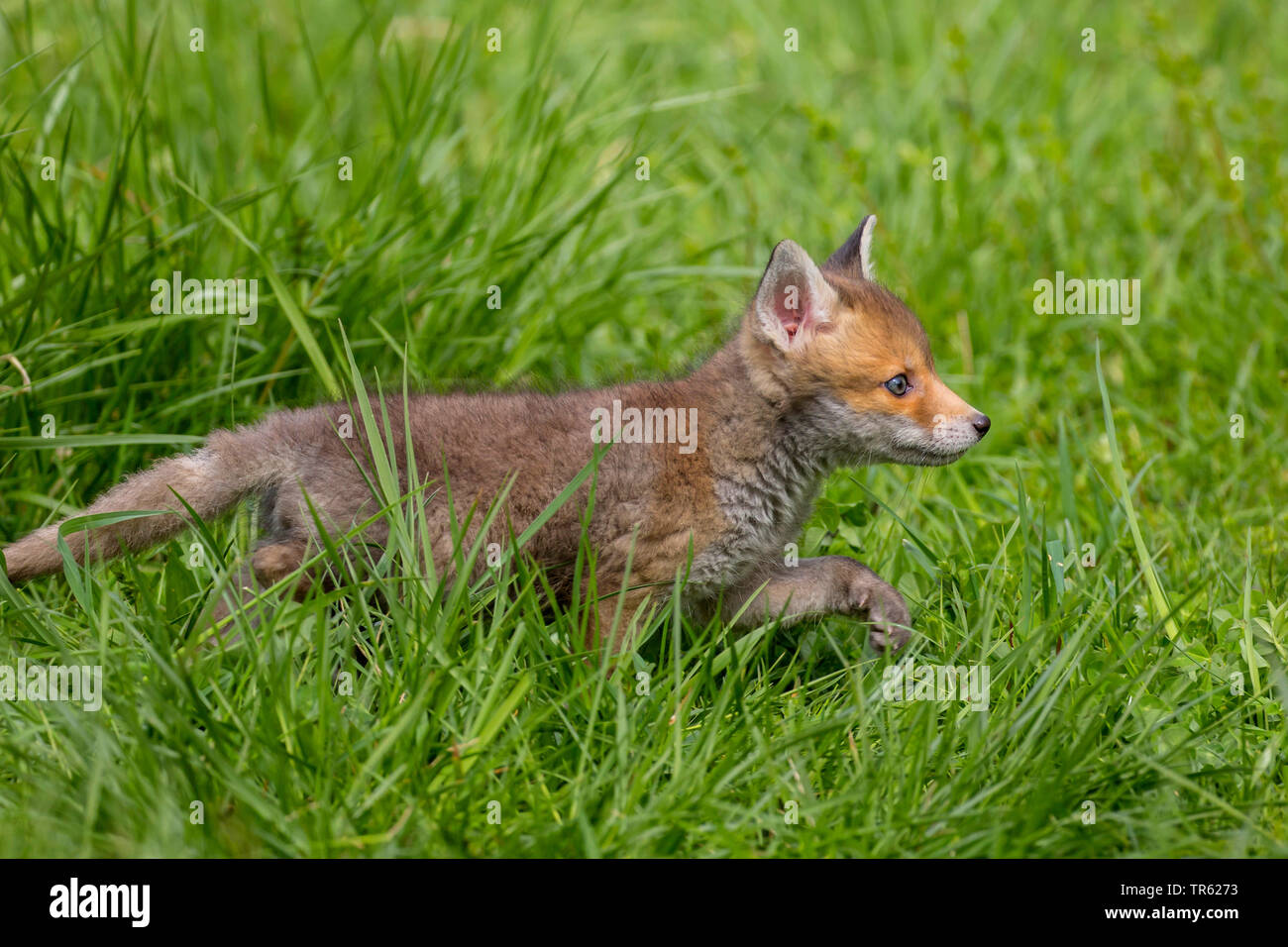 Red Fox (Vulpes vulpes), Fox Cub durch hohes Gras laufen, Seitenansicht, Deutschland, Bayern Stockfoto