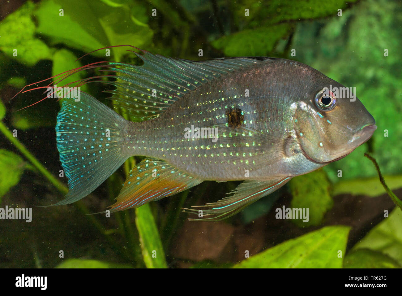 Threadfin acara Fotos und Bildmaterial in hoher Auflösung Alamy