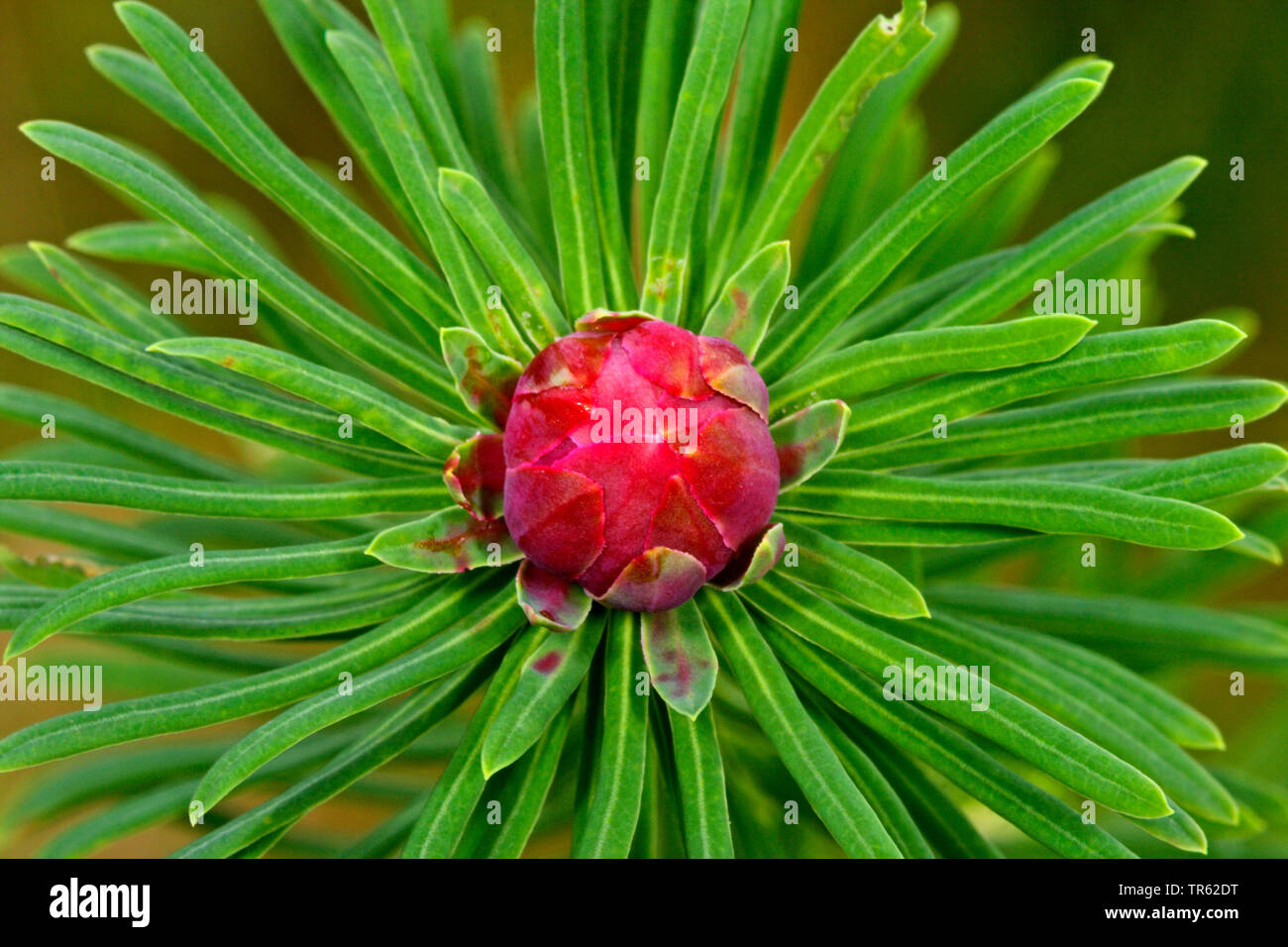 Blatt gall Midge, Tasche - gall Midge (Spurgia capitigena, Spurgia euphorbiae), Galle auf Euphorbia cyparissias, Deutschland Stockfoto