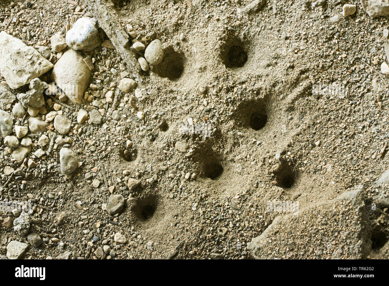 (Vermileonid Vermileo vermileo), kegelförmigen Fallstricke von Larven im Sand, Deutschland Stockfoto