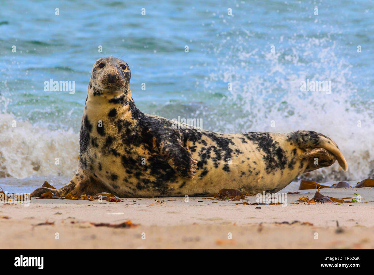 Kegelrobbe (Halichoerus grypus), Liegen am Strand von der Düne, Deutschland, Schleswig-Holstein, Helgoland Stockfoto